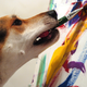 Illustration for article titled 19 Adorable Animals Using Technology Adorably
